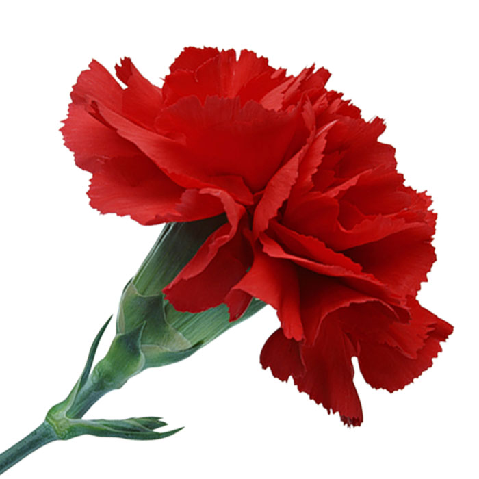 Гвоздики