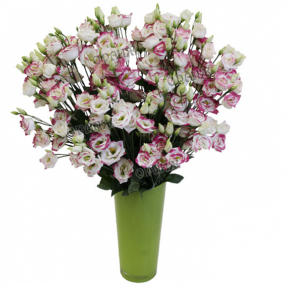 Лизиантус бело-розовый. — фото 1