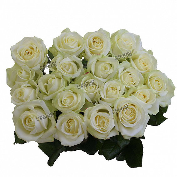 Роза Эвеланш 80-90 см — фото 2