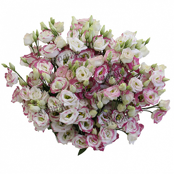 Лизиантус бело-розовый. — фото 2