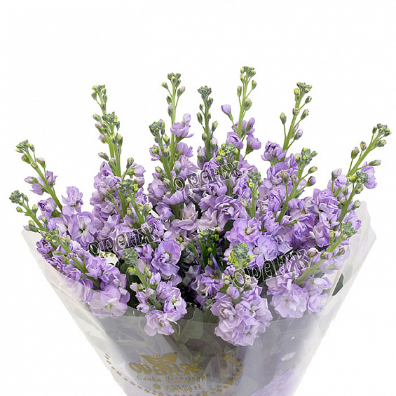 Букет из левкоя — фото 2