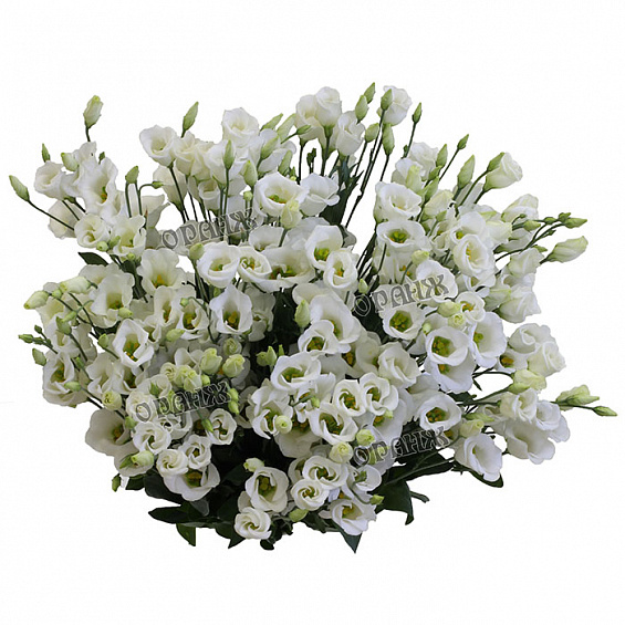 Лизиантус белый — фото 2