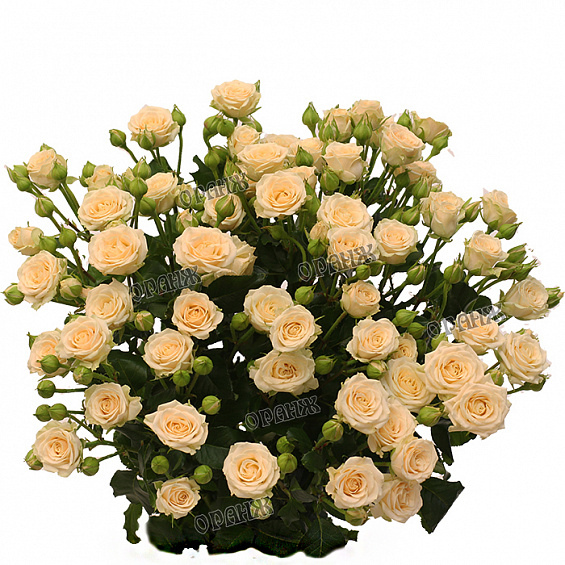 Таня кустовое. Кустова таня. Таня кустовое. Таня кустовое. Кустовые розы.